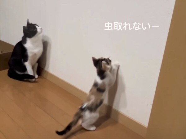 「あたしの虫ー!」「はいはい」子猫に虫を譲る兄猫が話題に!「まるで人間みたい」「さすがお兄ちゃんだ」