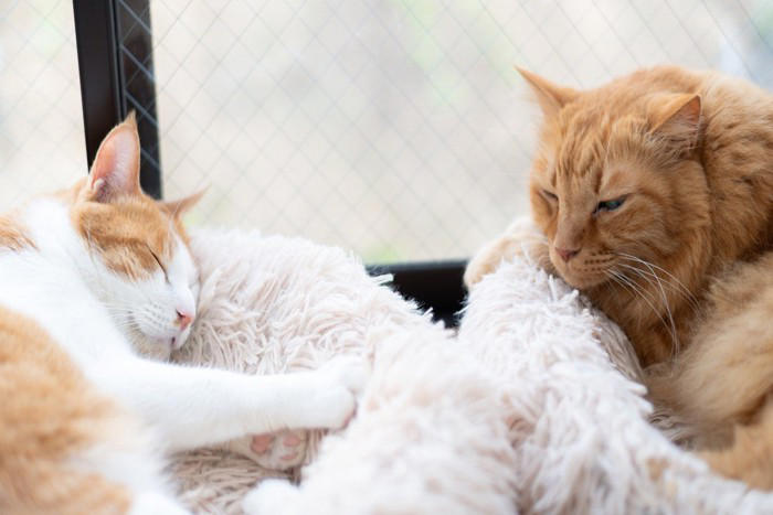 猫の間にも『いじめ』は起こるの？ 見逃せない5つのサインや適切な対処法
