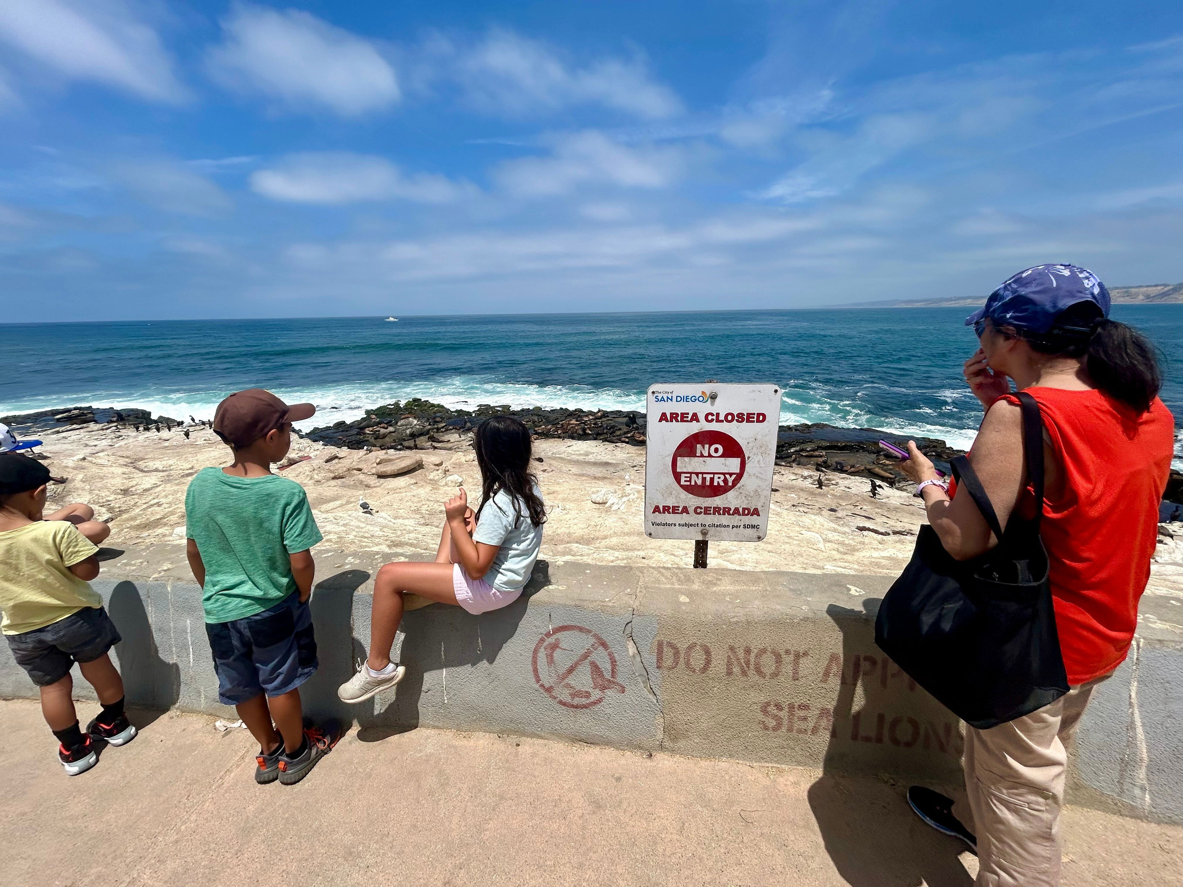 Outrage after video appears to show sea lion kicked by man at La Jolla Cove