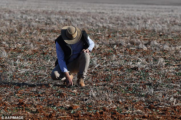 Researchers say this 'mismatch' has been exacerbated by the ongoing 'polycrisis', an interconnected and overlapping web of crises such as climate change, droughts, food shortages, and political instability. Pictured: A farmer surveys his crops during the 2018 drought in New South Wales, Australia