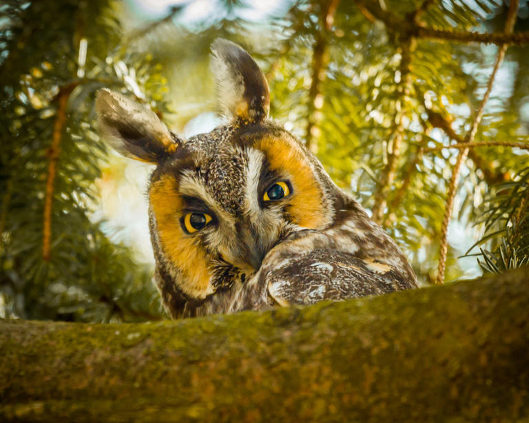 Long-eared owl