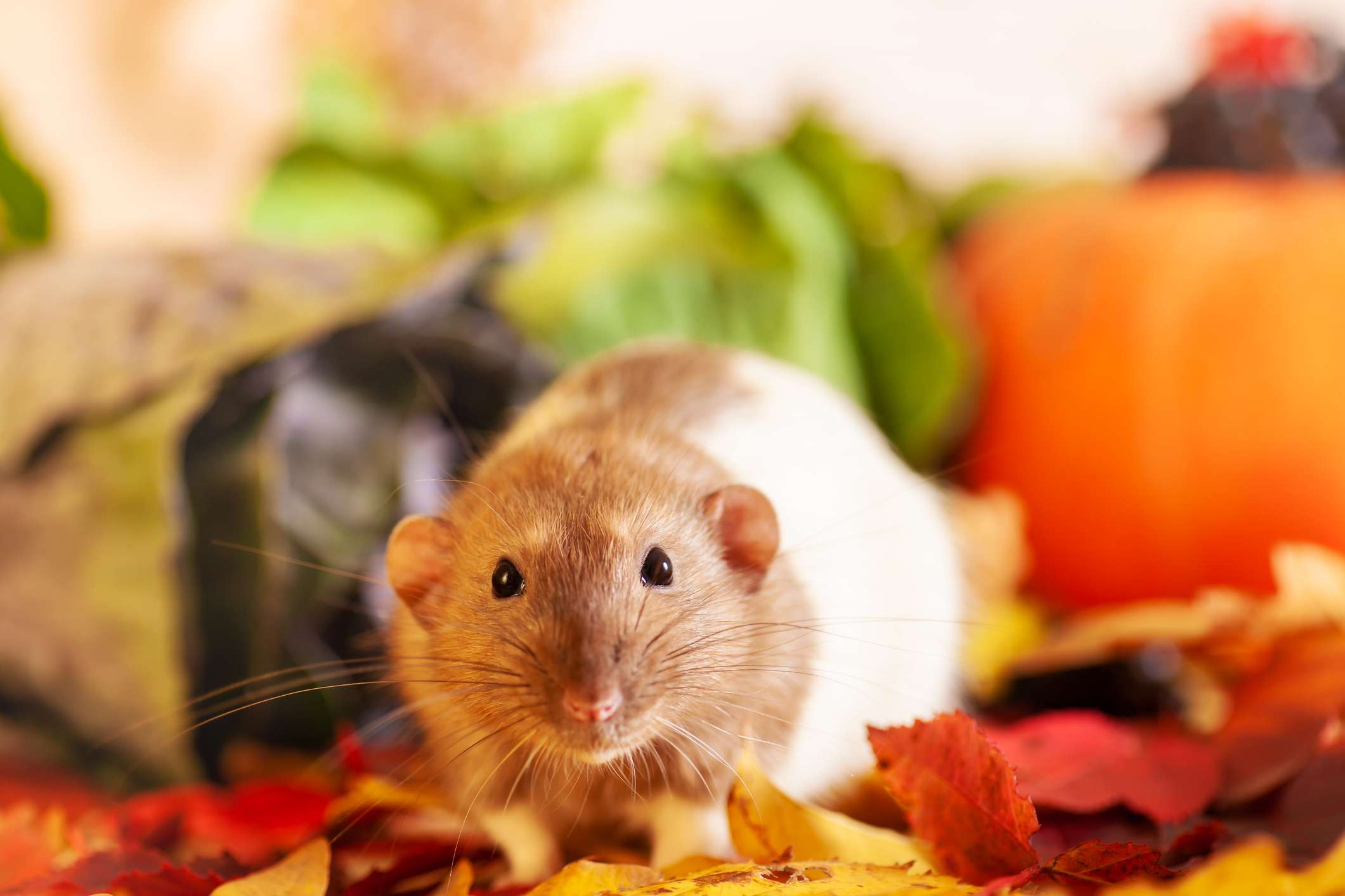 6 signs rats are already in your garden—and what to do next, according ...