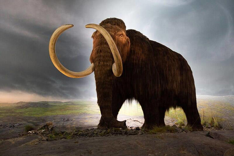 A new study suggests that pollen allergies may have driven woolly ...