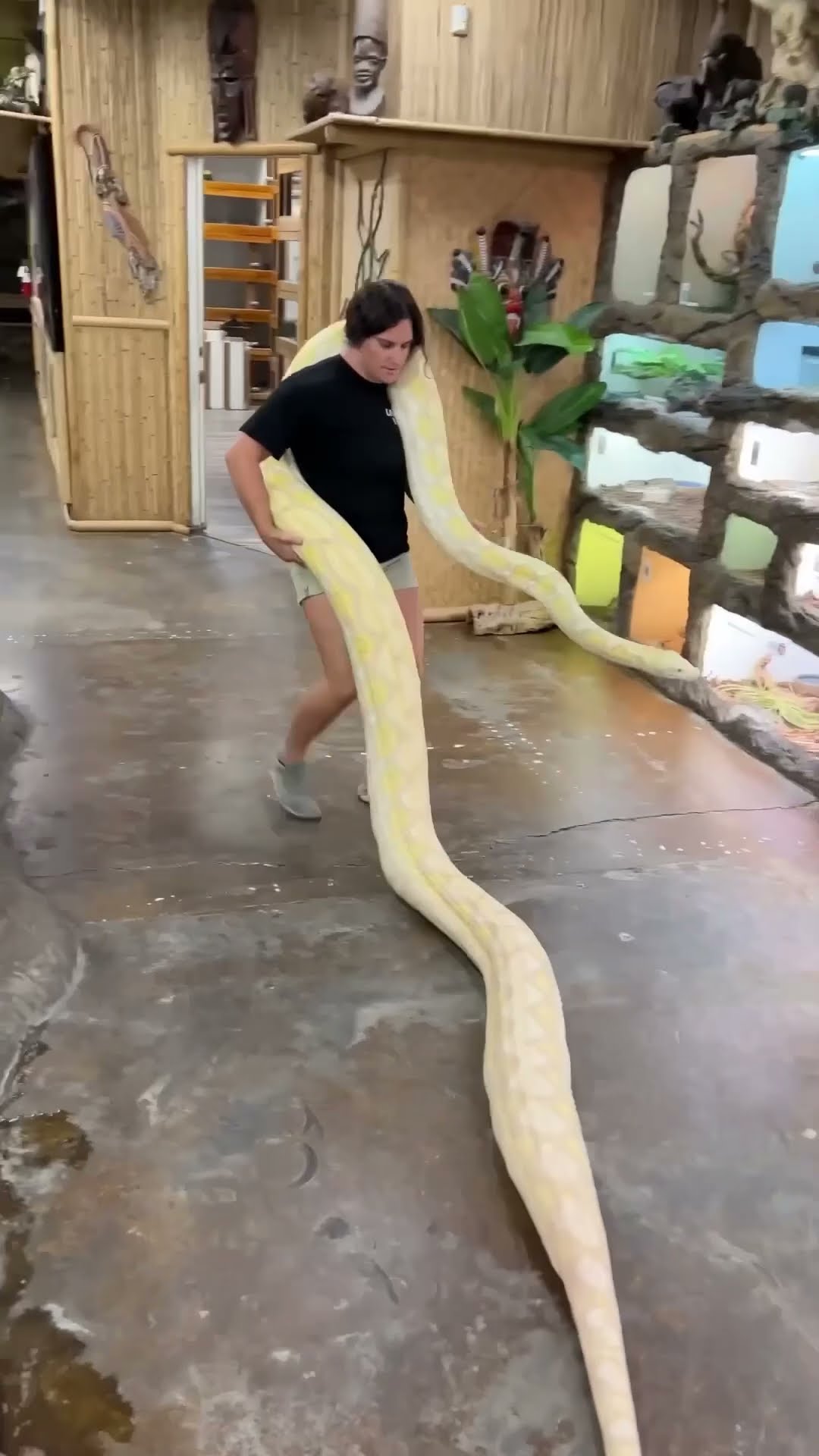 Moving this giant python turned into a full body workout