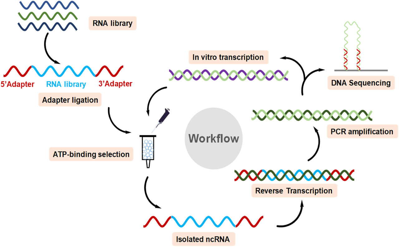 The hunt for a natural molecule that can release cellular energy
