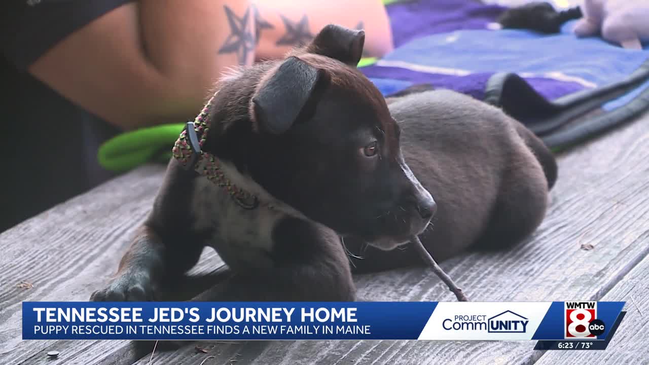 Dog rescued from Tennessee roadside finds new family in Maine