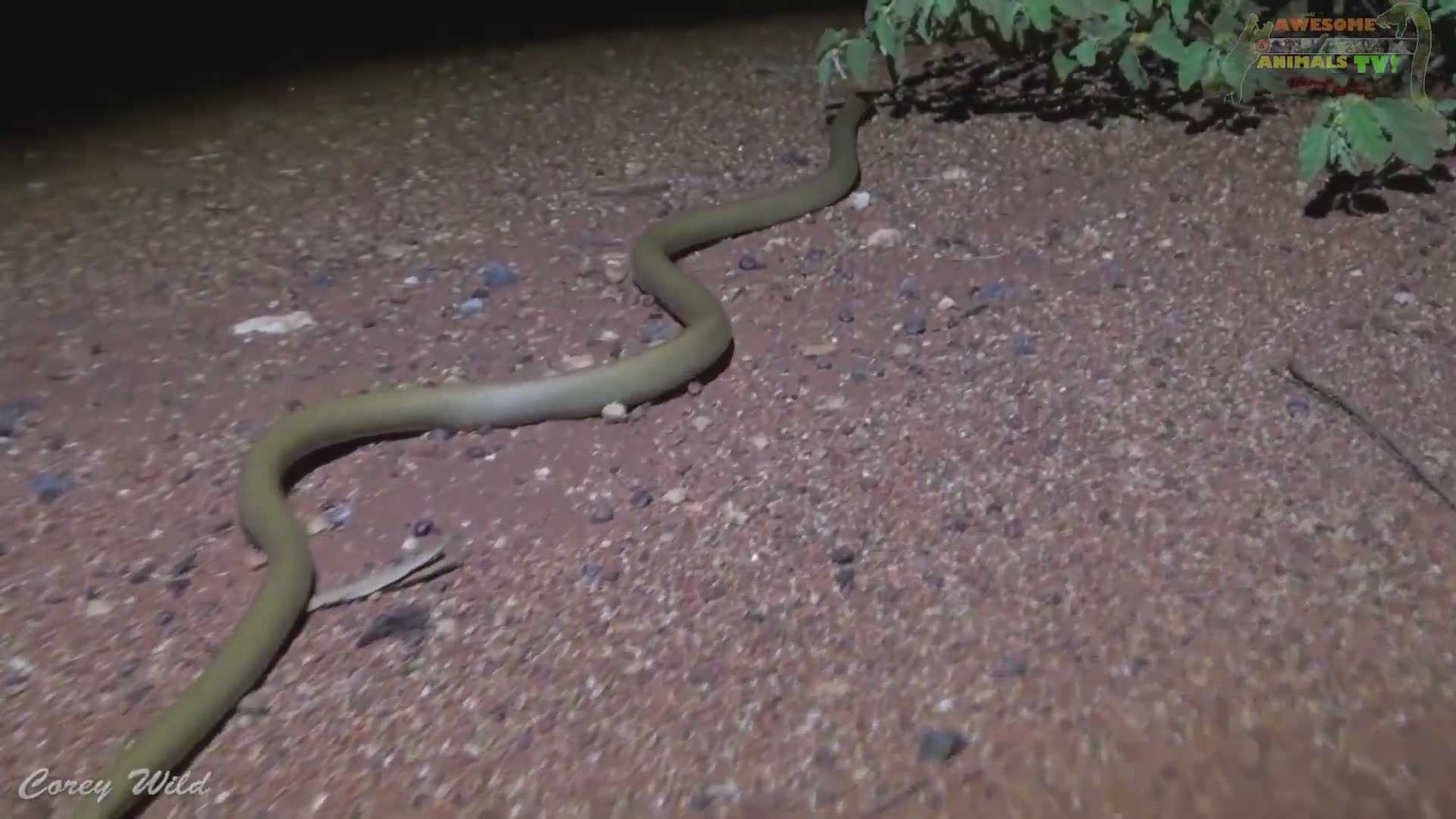 Australia's most dangerous snake | Venomous species