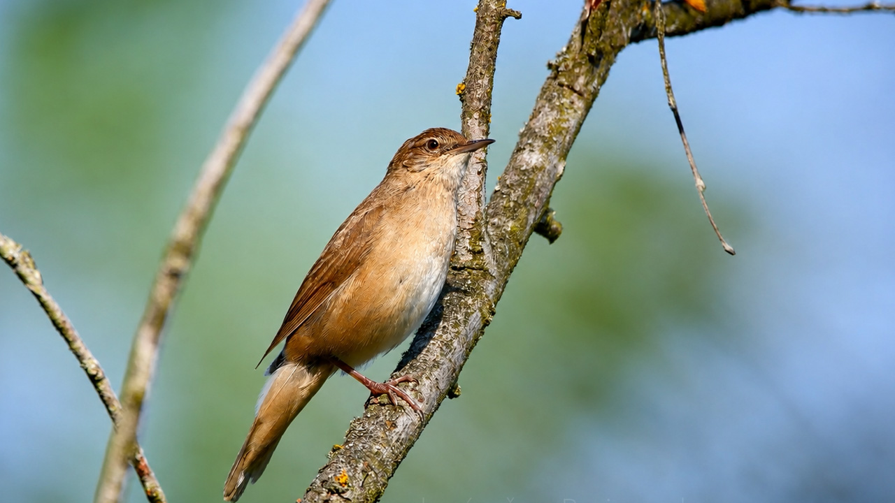 Tiny songbird perches near a hidden camera in daylight