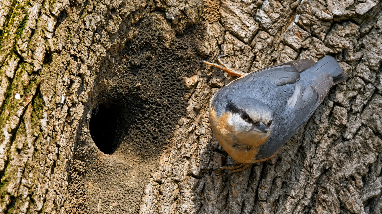 Nuthatch guards a tree hollow before a hidden camera