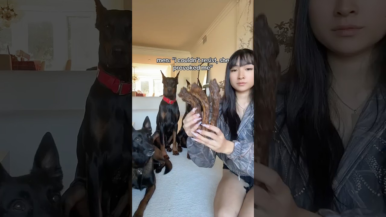 Smart training tips for stubborn Doberman and Malinois dogs