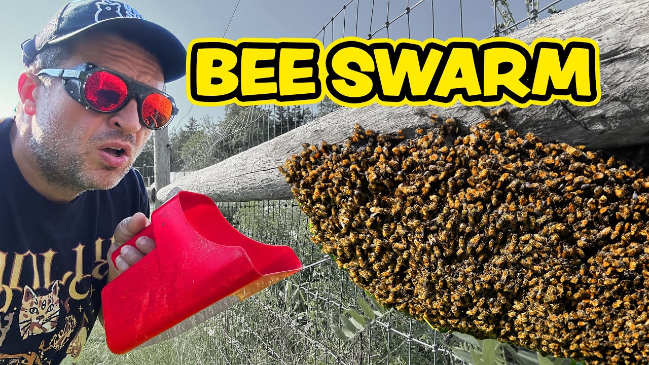 Avoid these costly beekeeping mistakes right now