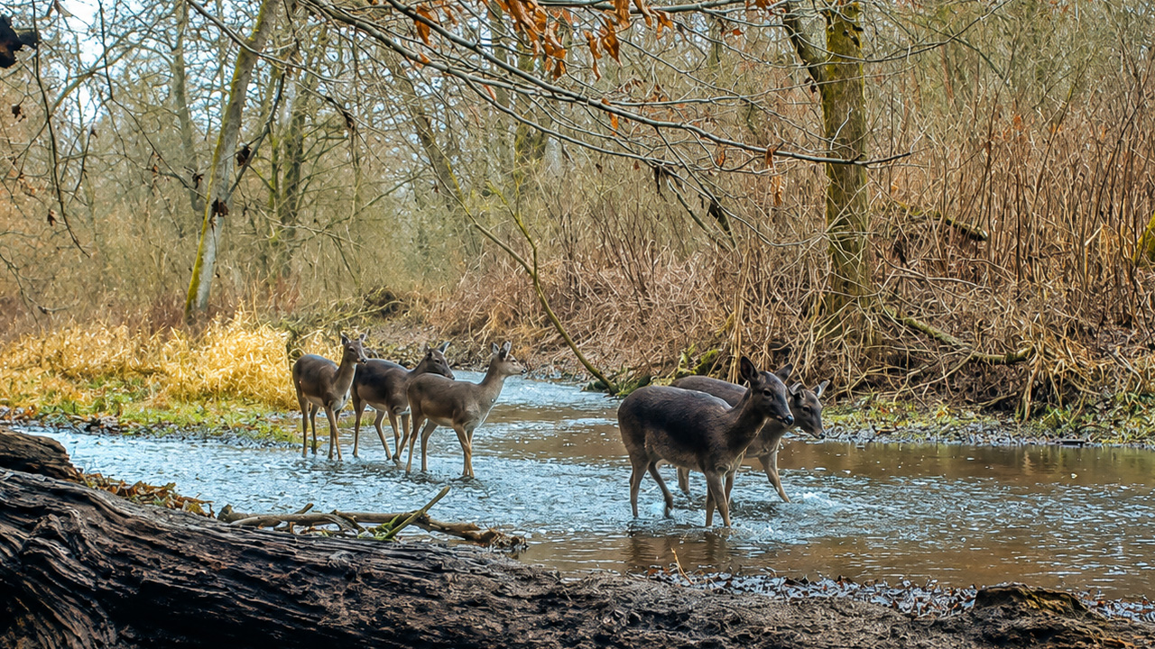 Trail camera captures a deer herd crossing a forest stream