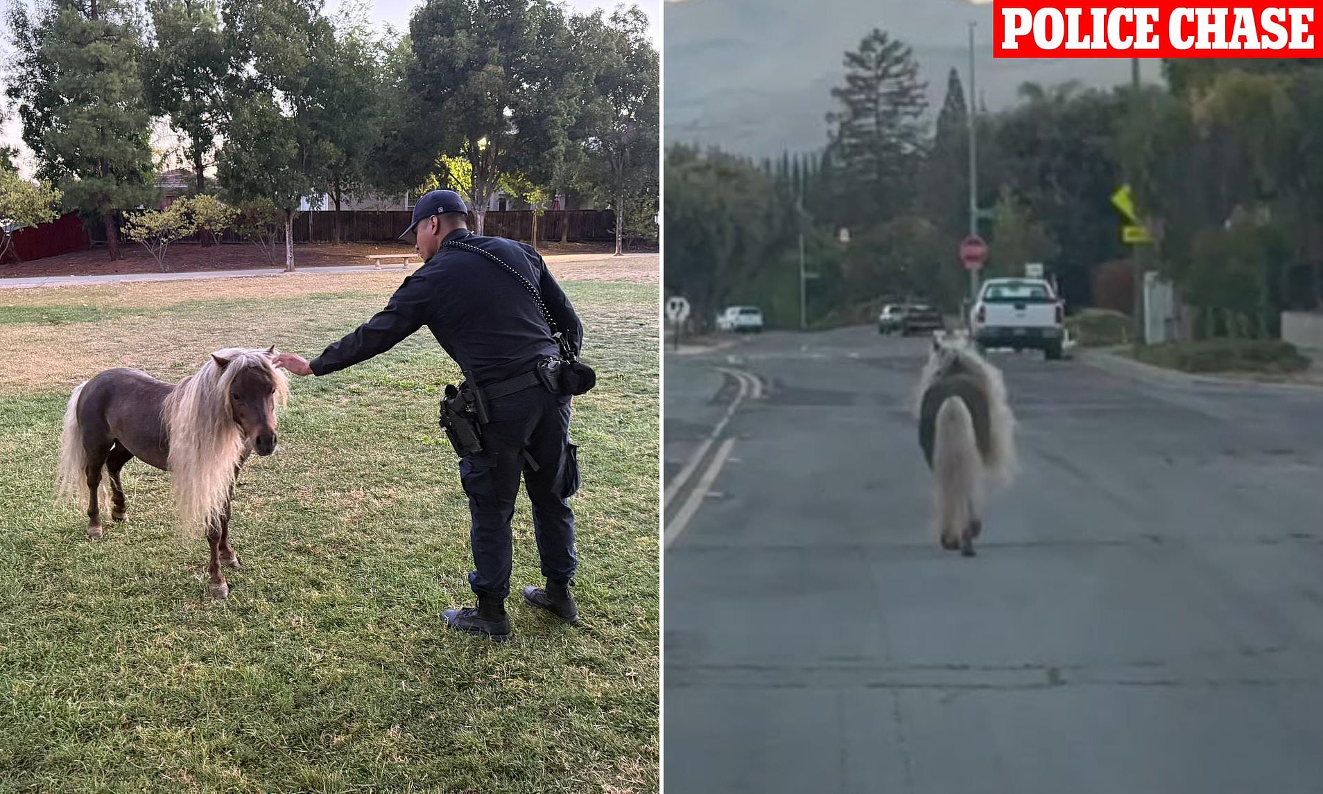 Escaped Shetland pony leads police on wild chase through California city