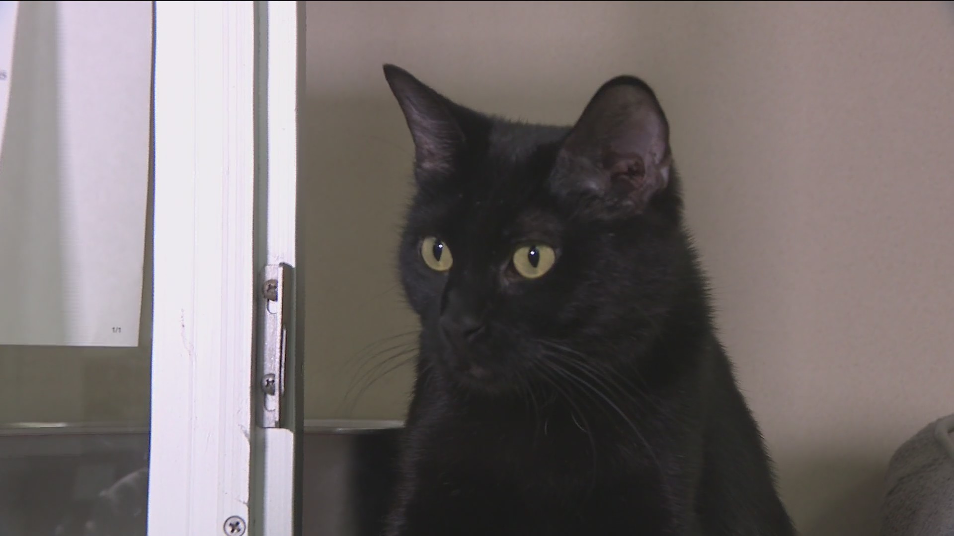 Meet ARL's adoptable cat Elsa, learn more about volunteer dog walking ...