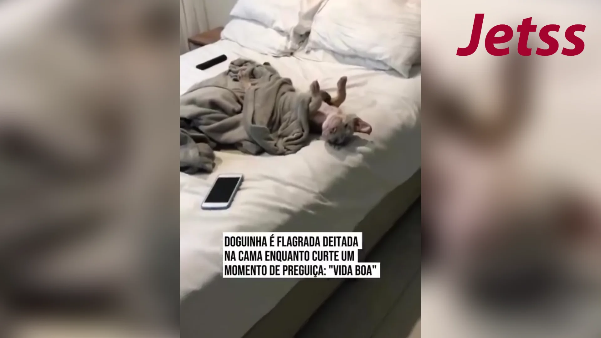 Doguinha: el video viral de la mascota descansando que cautivó a las redes
