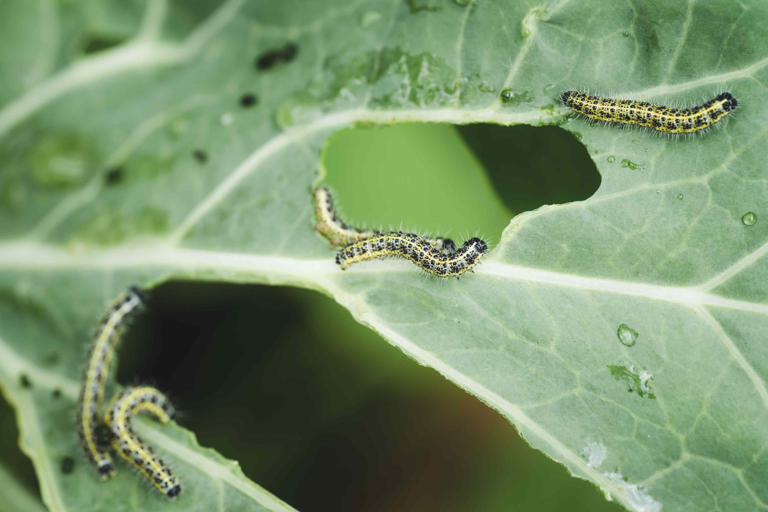 How to get rid of caterpillars in your garden without harming ...