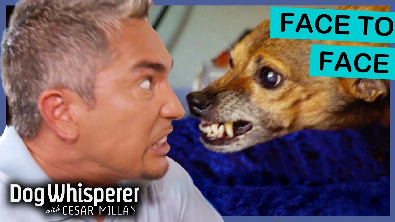 Aggressive Italian greyhound bites to protect toys | Dog Whisperer with ...