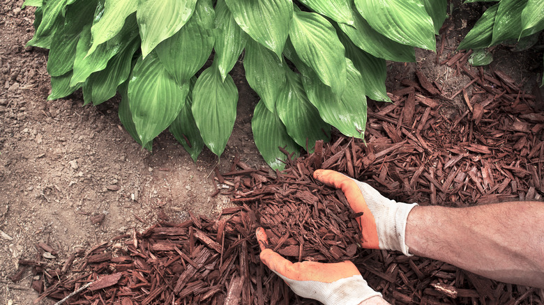 That common hosta mistake behind faded, weak leaves