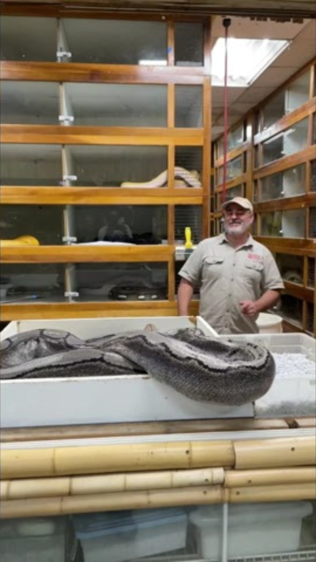 Protective python strikes three times during tense egg collection attempt