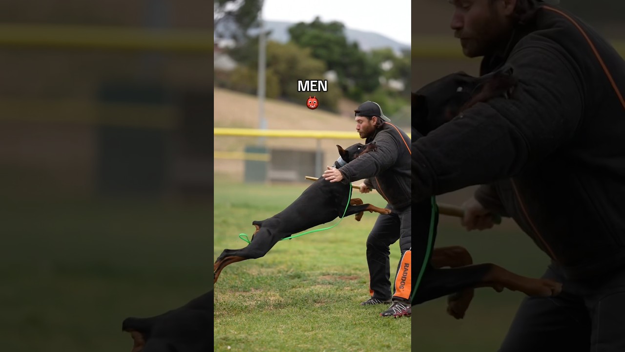 What a Doberman eats: Daily diet and training routine