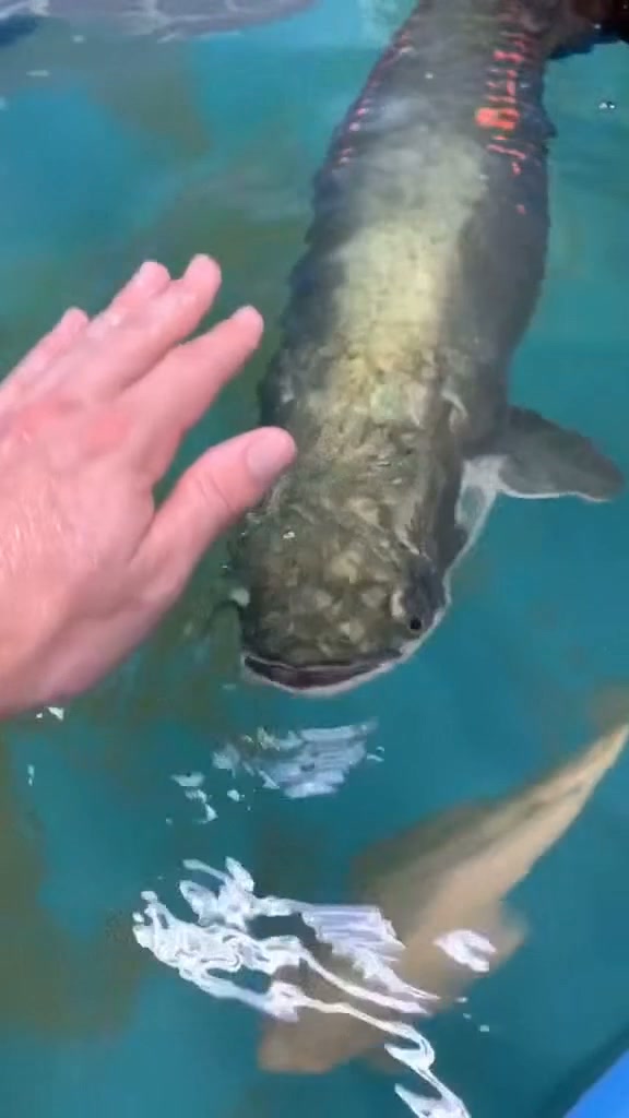 Arapaima in the Amazon