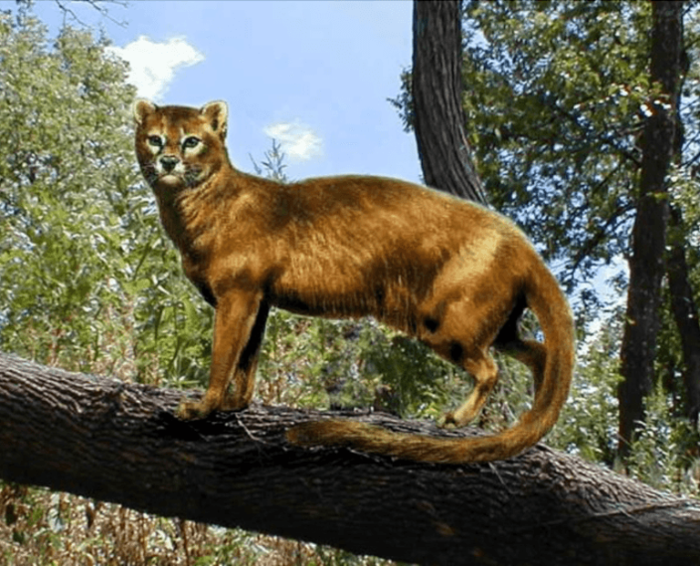 It looked like a cat and acted like a cat – but this cat was different ...