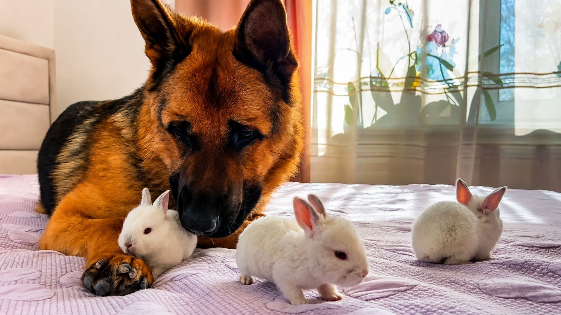 A gentle German shepherd watches over bunnies