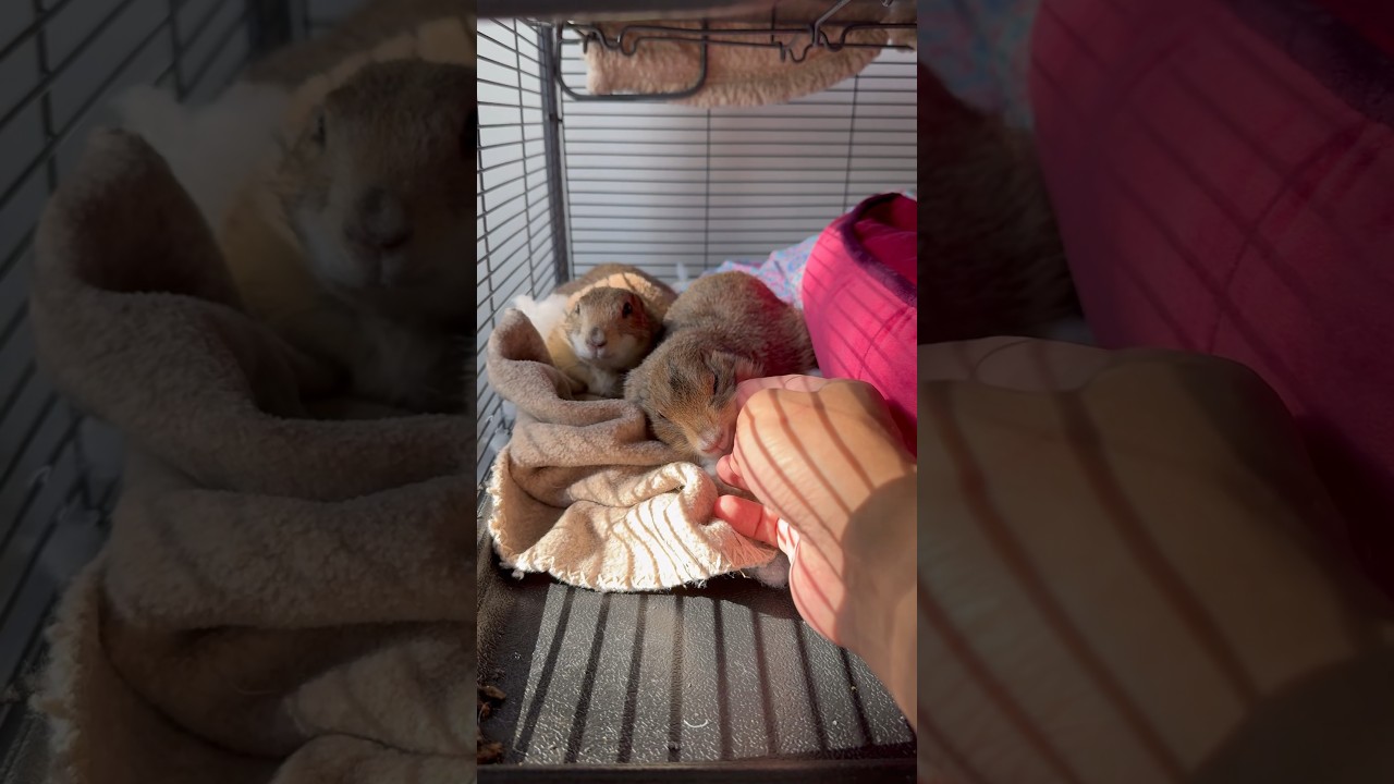 Adorable prairie dogs share heartwarming snuggle session