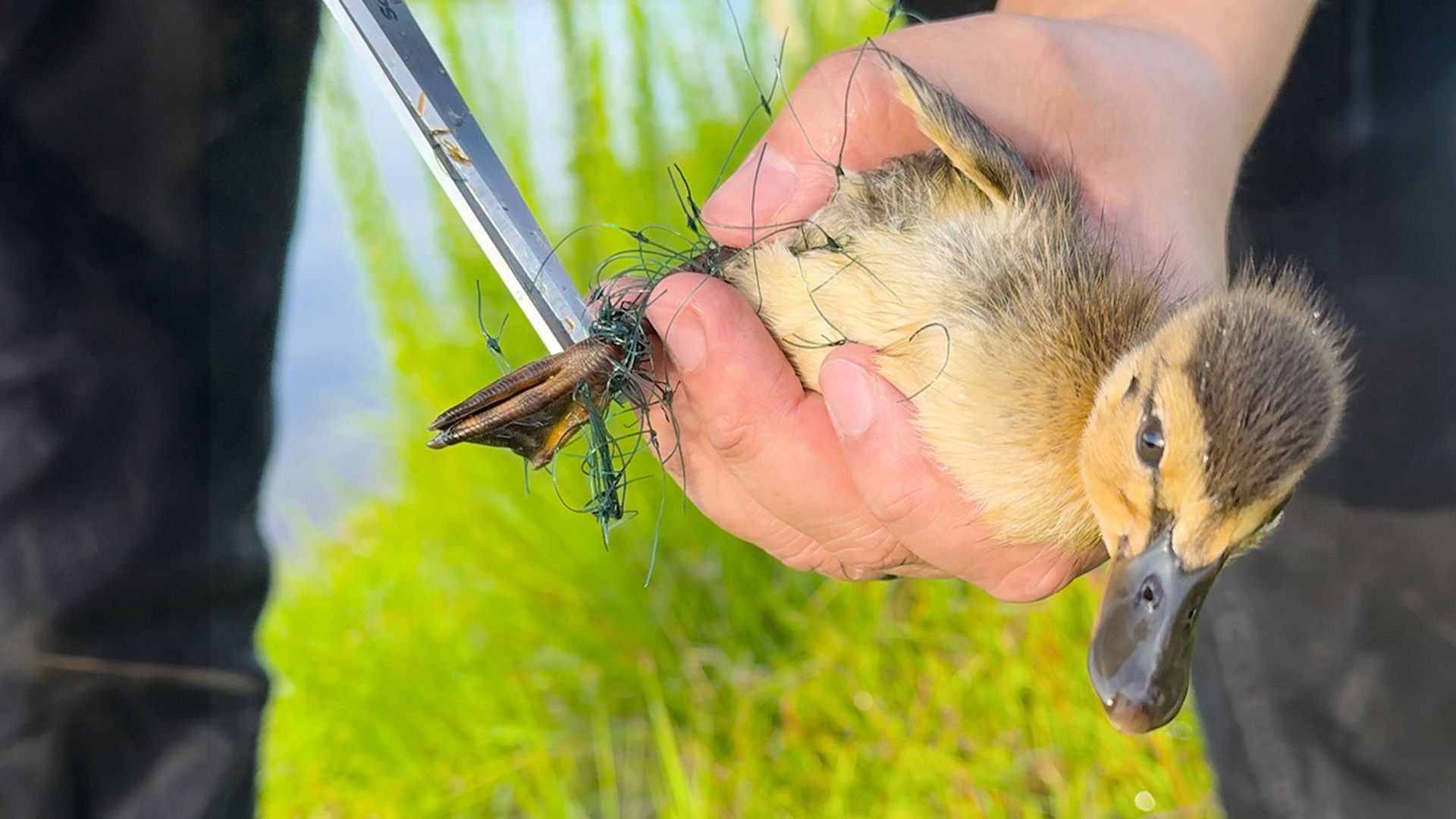 People thought this mama duck was attacking her baby