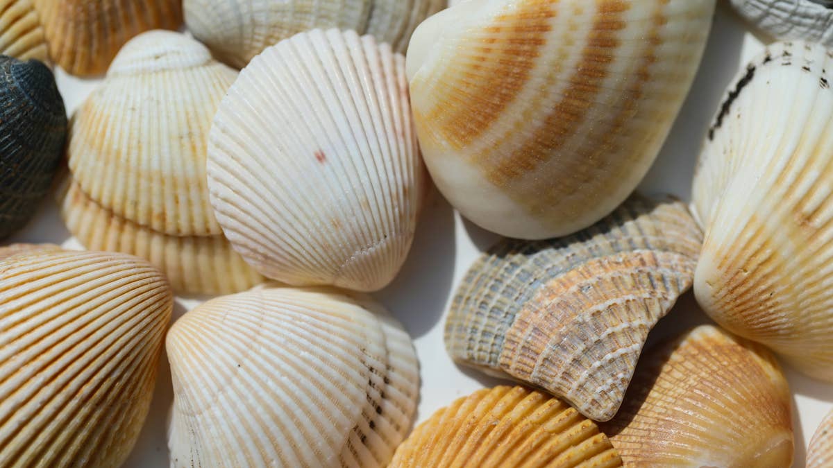 Create a nostalgic '90s seashell night light with this easy DIY project