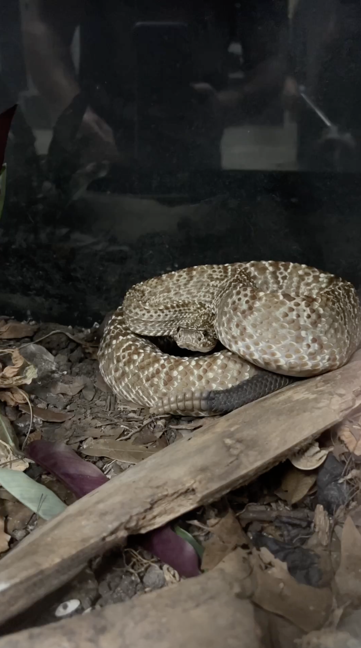 A hungry rattlesnake goes on the hunt