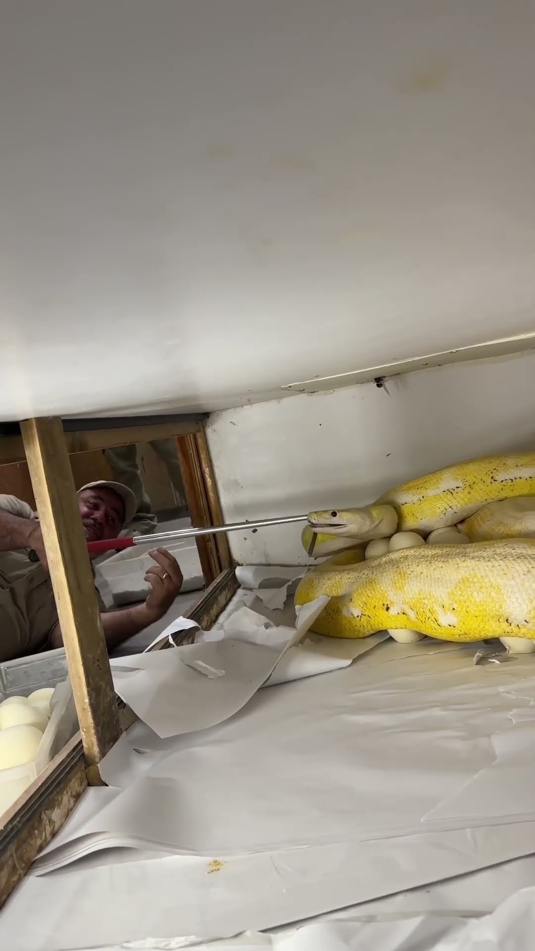 Grumpy mother python lunges while keeper removes her freshly laid eggs