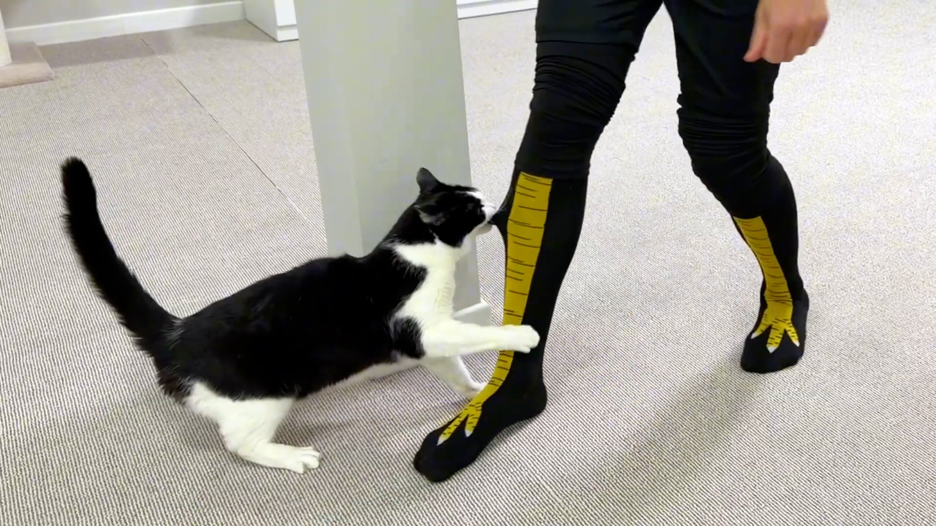 Cat declares war on chicken leg socks