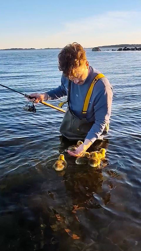 Baby geese cling to fishermen in wholesome moment