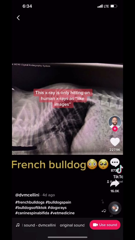 What a normal French bulldog spine X-ray really looks like