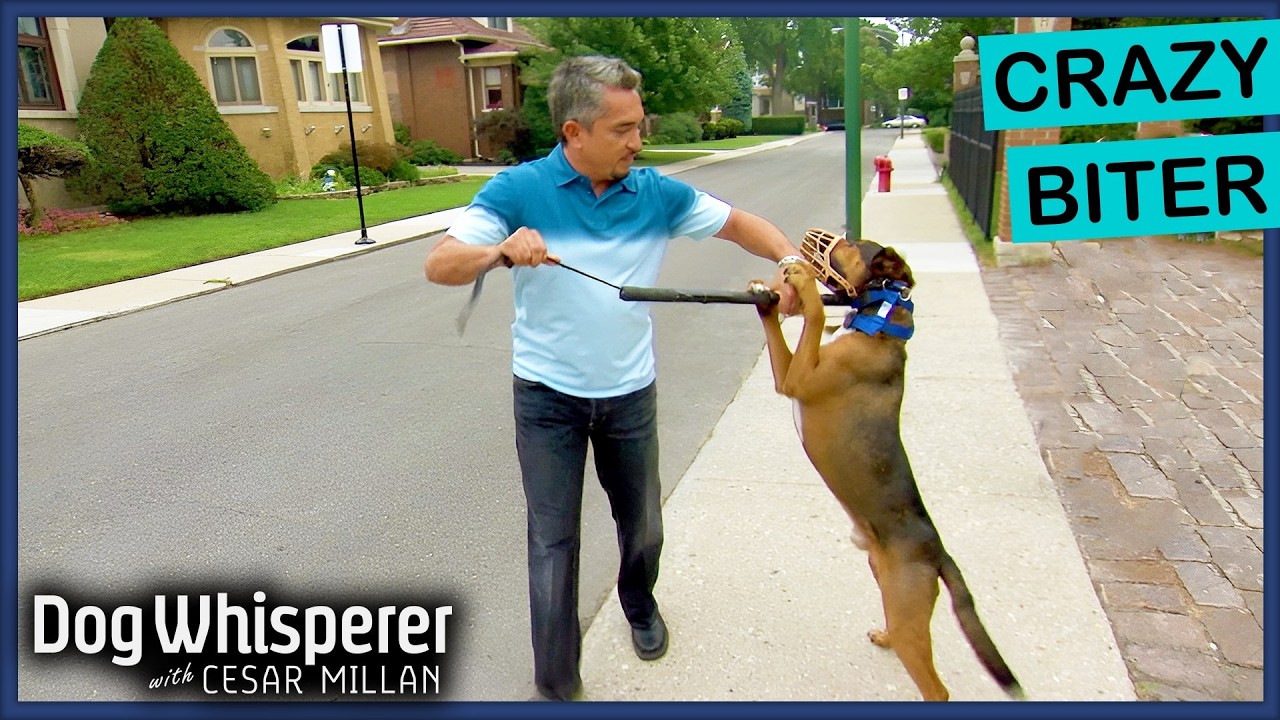 Aggressive dog turns on owner, Dog Whisperer with Cesar Millan