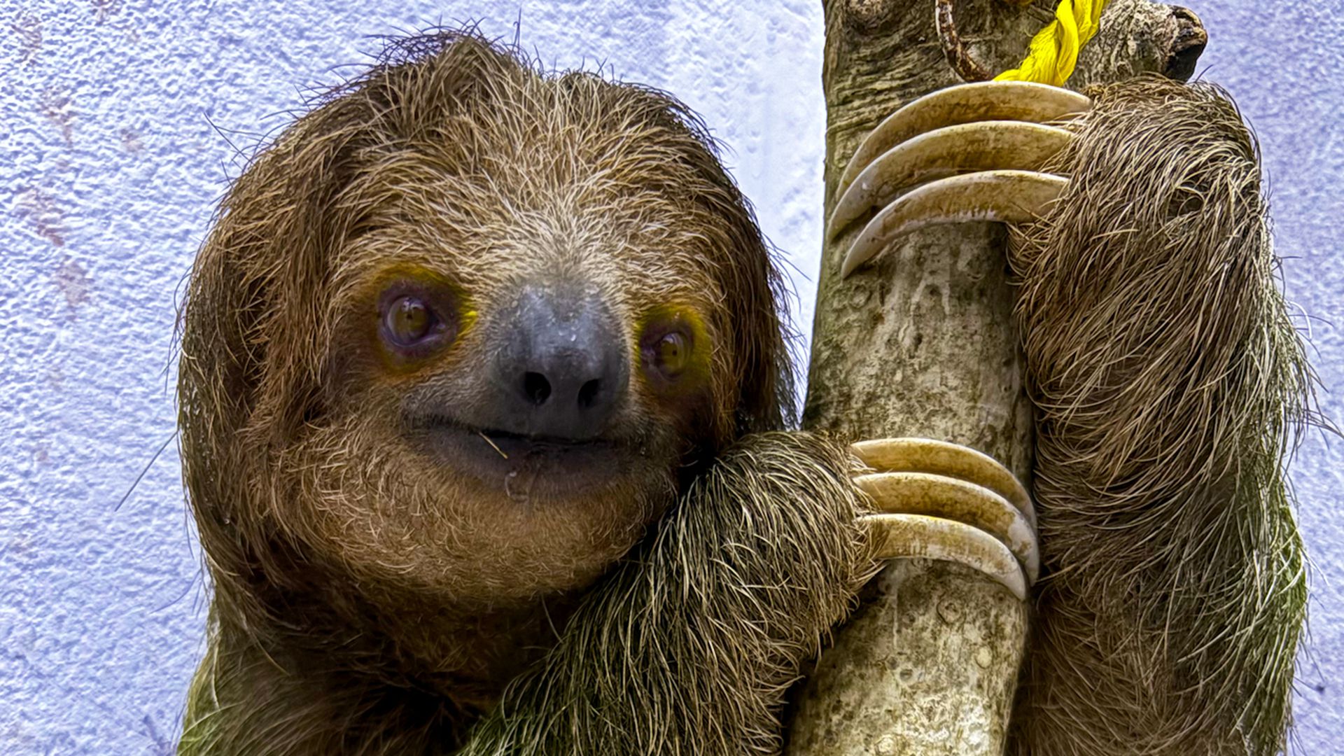 Baby sloth clings to mom after being saved from traffickers