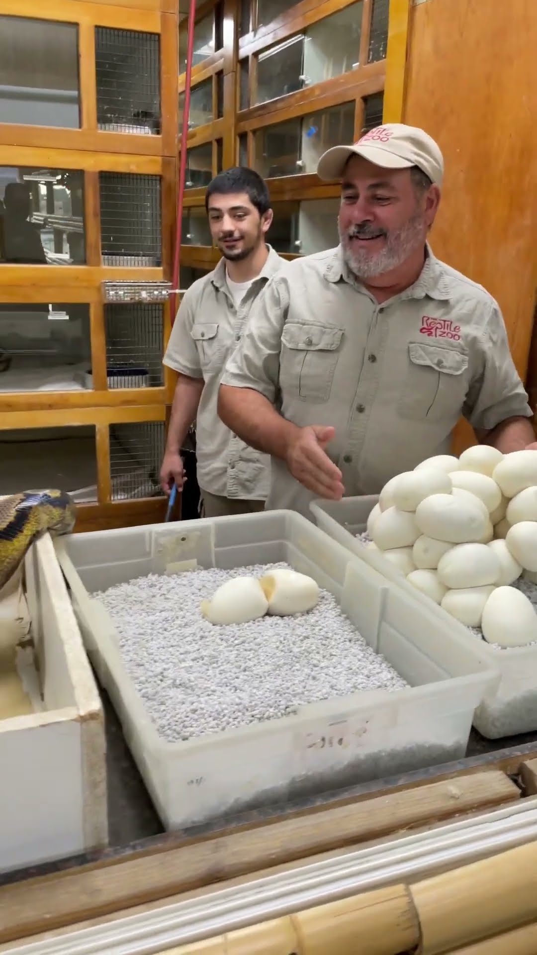 Handler carefully pulls a monster python clutch without rolling eggs