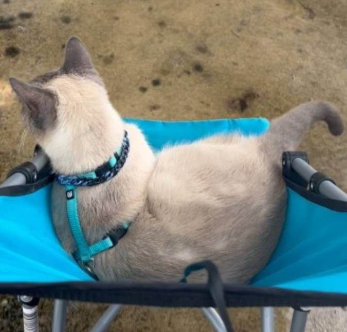 Gato viraliza ao passear confortavelmente num carrinho de bebé
