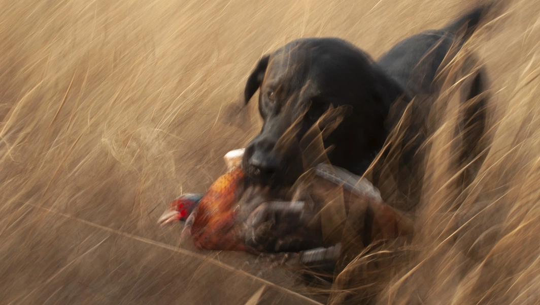 First-season hunting dog training and care