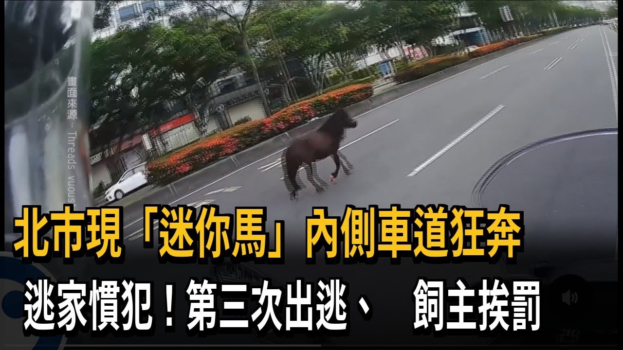 馬路真有「馬」!「迷你馬」內側車道狂奔 經過車輛減速－民視新聞