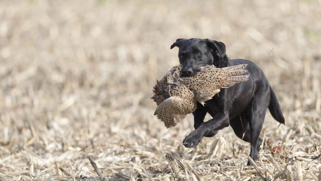 First-season hunting dog training and care