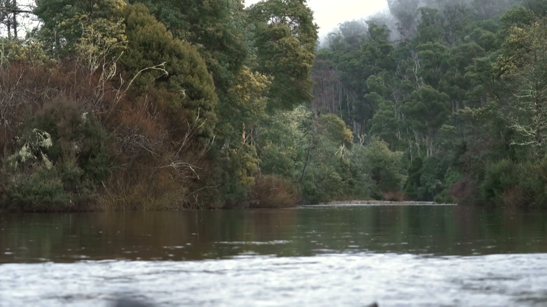 'Trout-free havens' provide hope in Tasmania's swan galaxias ...