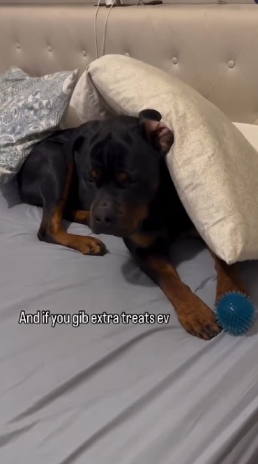 Cute rottweiler moment you can’t miss, pure puppy joy and energy
