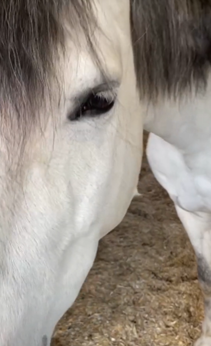 The unexpected discoveries of a bug loving horse rider