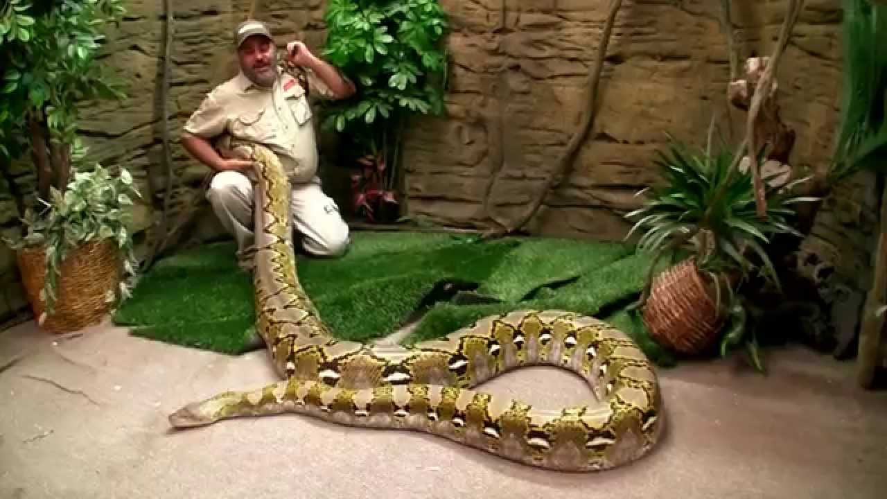 Massive 20-Foot Python Makes Experienced Handler Look Tiny Beside H