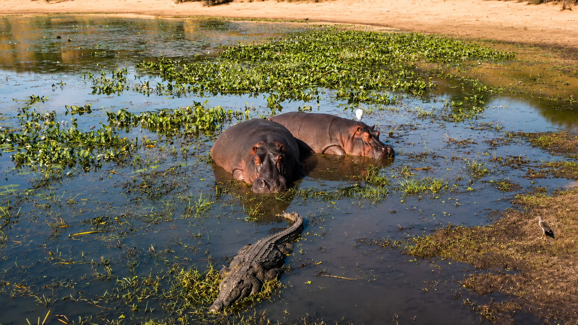 Lequel est le plus dangereux dans cette rivière?