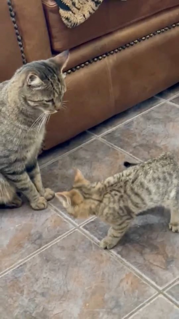 Caring for a rescue kitten on the farm