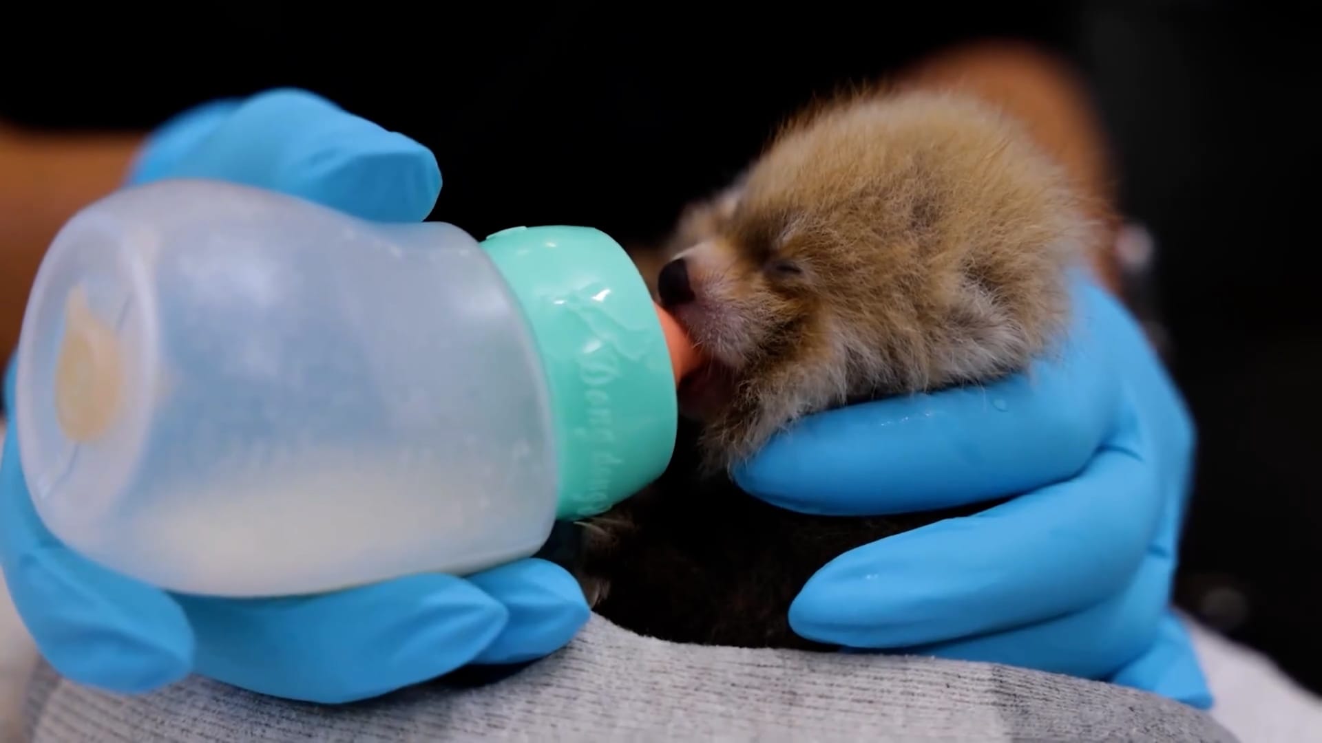 Newborn red panda cub bottle-fed by keeper at California zoo