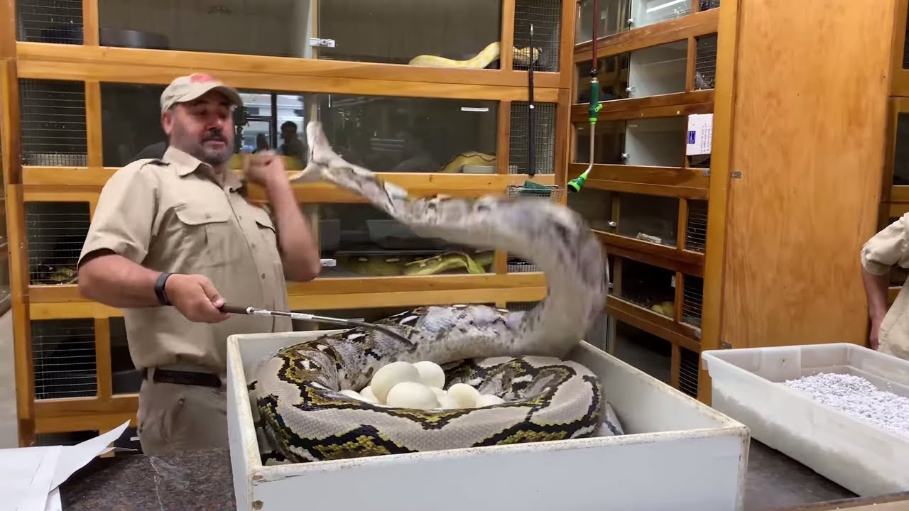 Giant reticulated pythons launch repeated strikes during intense egg ...